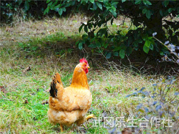 散养土鸡