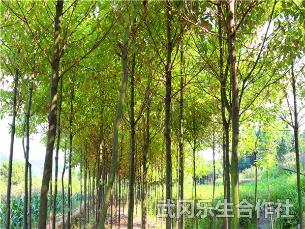 樟树苗