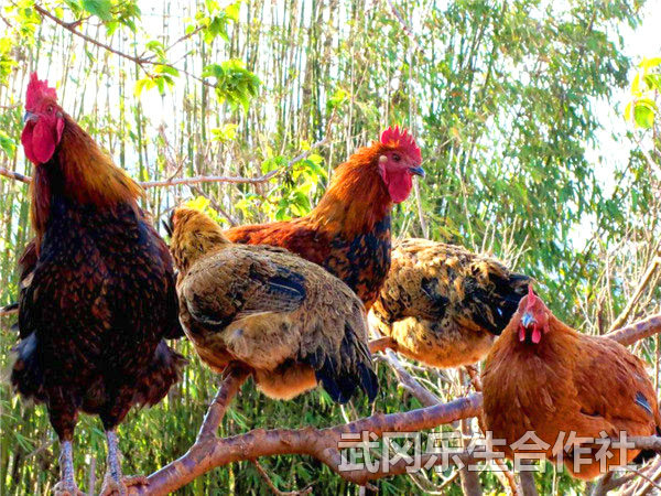 散养土鸡