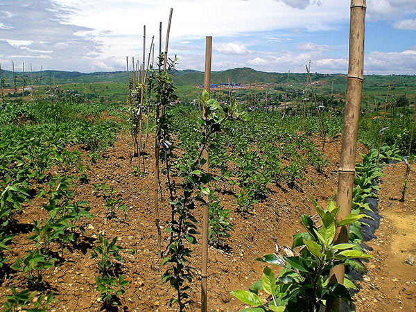 推动农村双创发展 助力乡村振兴战略