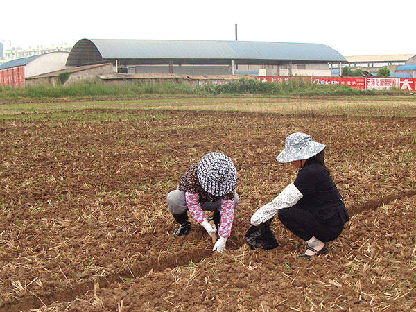 冬季作物追肥施用碳铵好