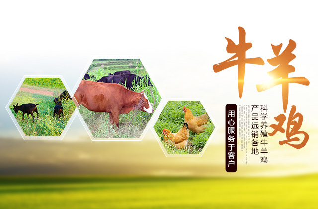 武冈市乐生种养农民专业合作社_武冈种养合作社|乐生合作社|油茶种植